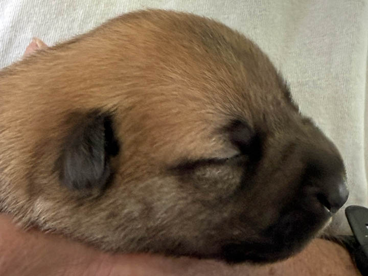 chinook puppy